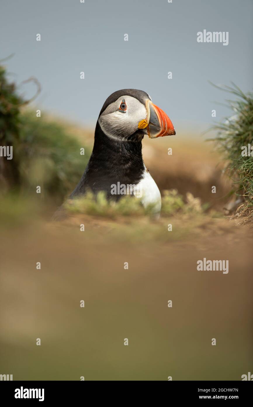 Puffin (Fratercola artica) che esce dal suo burrone Foto Stock