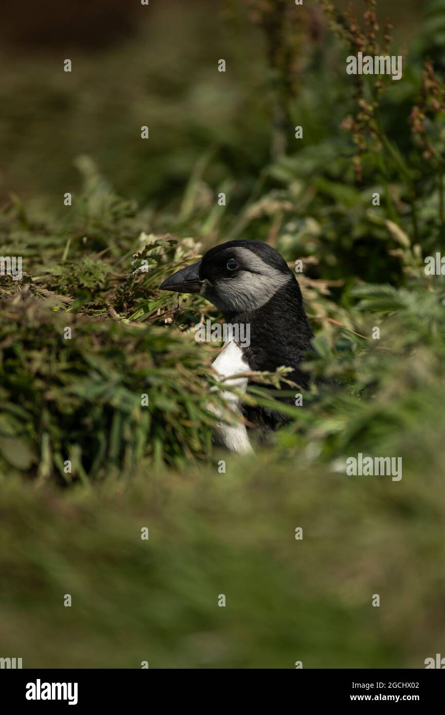 Puffling (Fratercola arctica) nel suo burrone Foto Stock