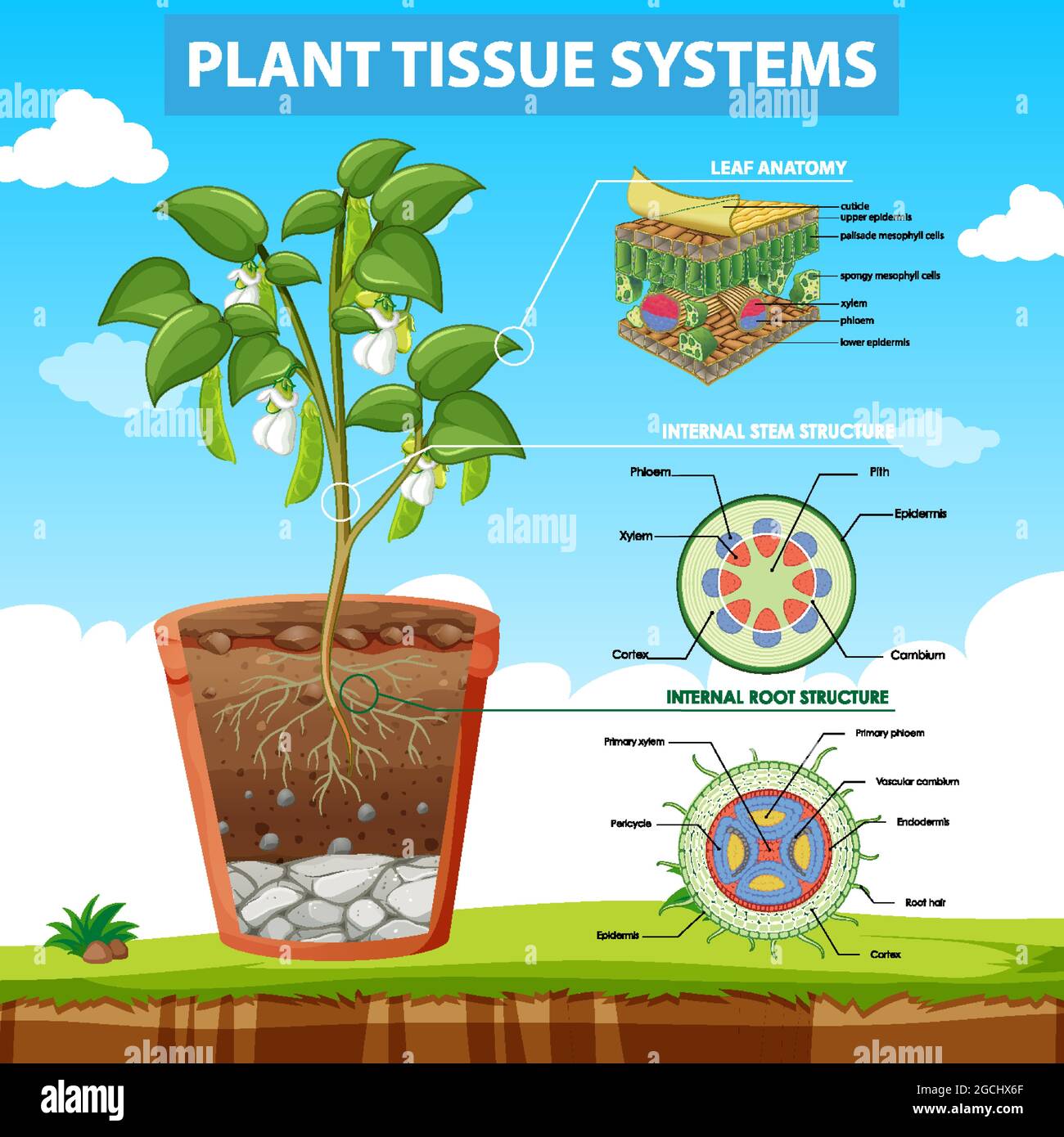 Diagramma che mostra l'illustrazione dei sistemi di tessuti vegetali Illustrazione Vettoriale