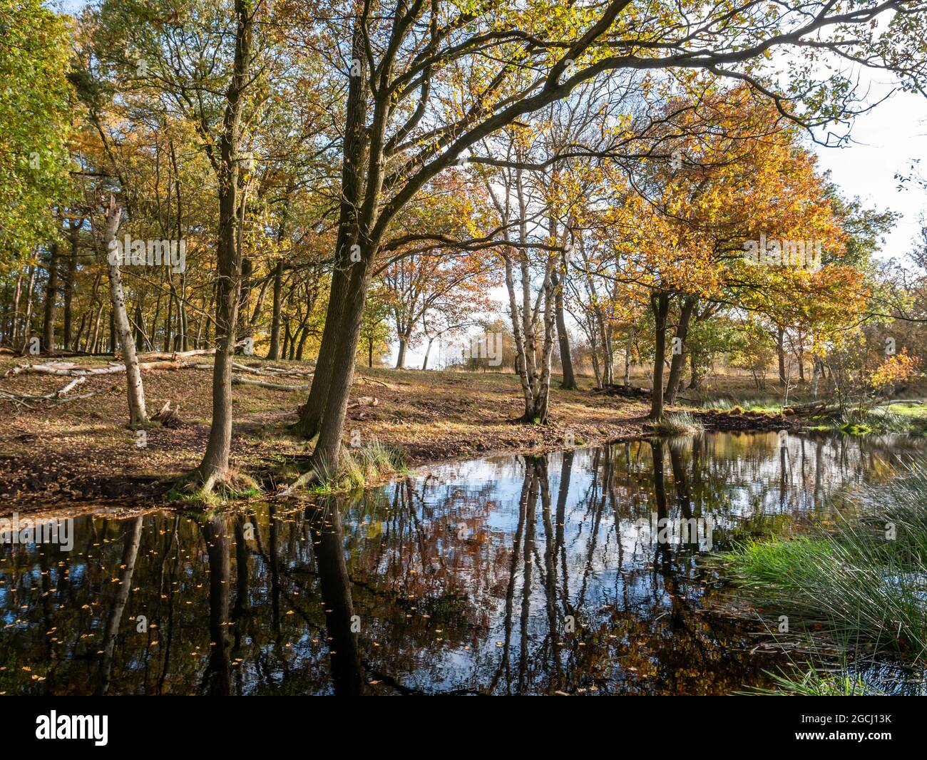 Piscina circondata da alberi in brughiera della riserva naturale Takkenhoogte, Reestdal, Drenthe, Paesi Bassi Foto Stock