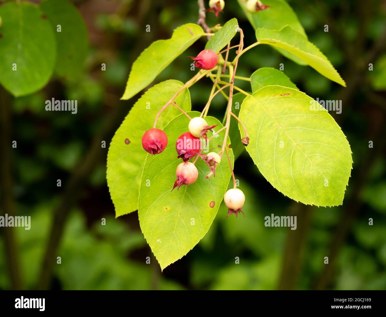 Juneberry o snowy mespilus, Amelanchier lamarkii, primo piano di piccolo albero con bacche rosse e bianche e foglie verdi, Paesi Bassi Foto Stock