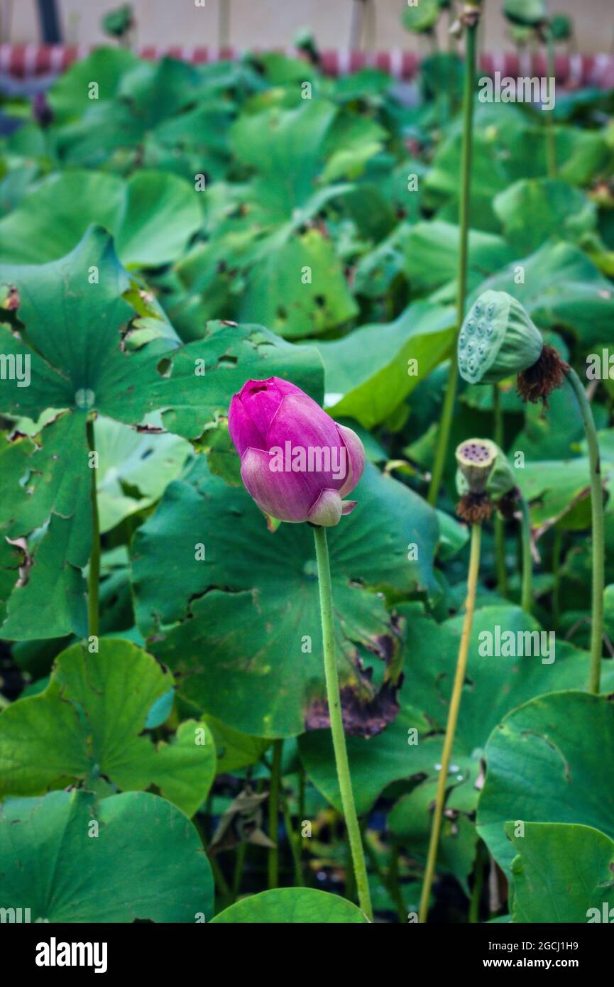 Nelumbo nucifera chiuso non fiorito conosciuto anche come loto indiano, lotusis sacro una di due specie estanti di pianta acquatica nella famiglia Nelumbonaceae.un Foto Stock