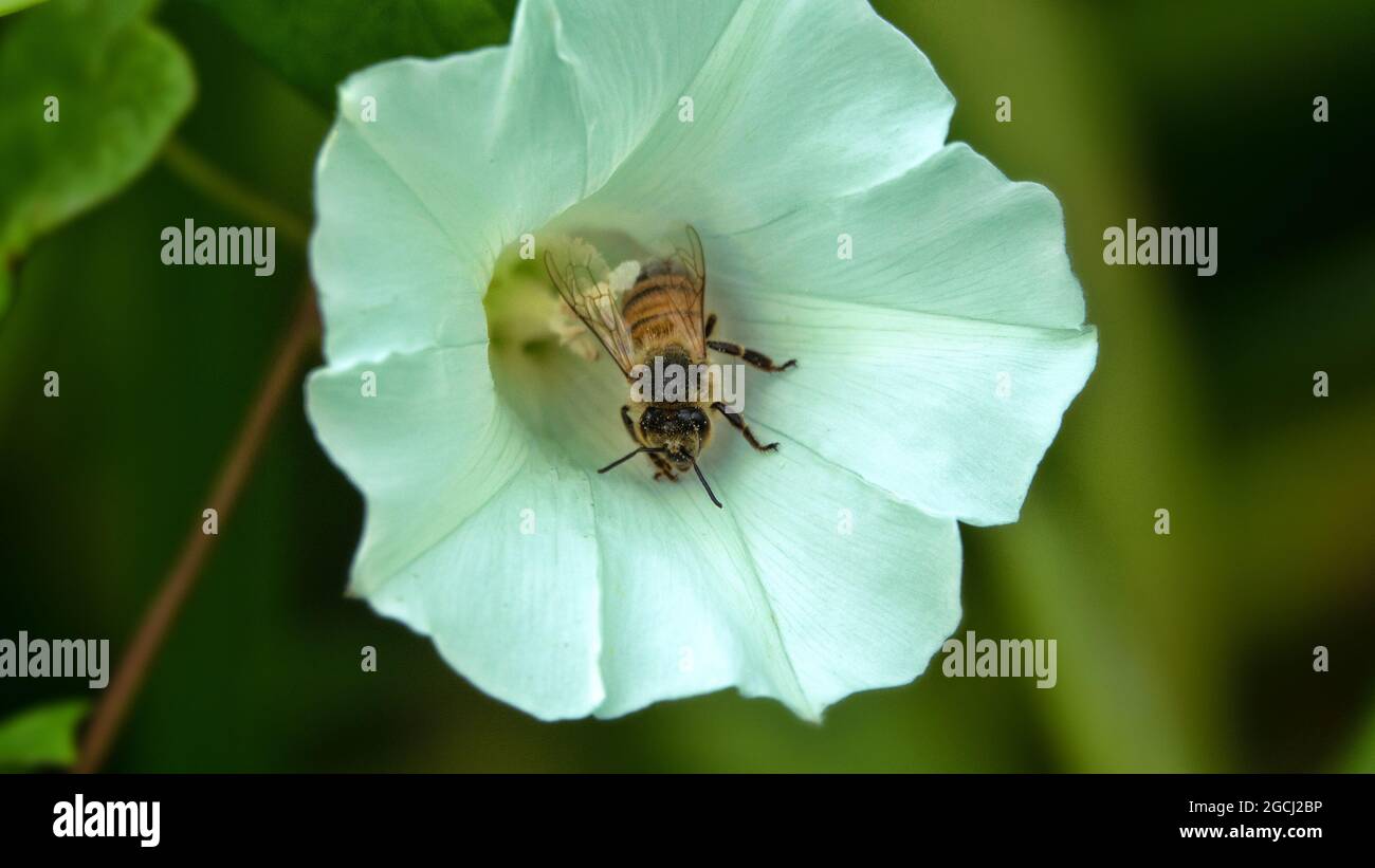 Erbacce di campo (Convolvulus arvensis) su prati e api, la pianta del miele Foto Stock