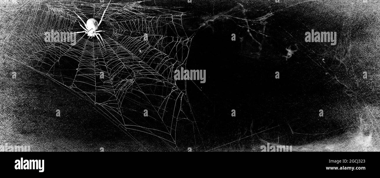 Spider nel cobweb su sfondo nero grunge. Halloween party design. Foto Stock