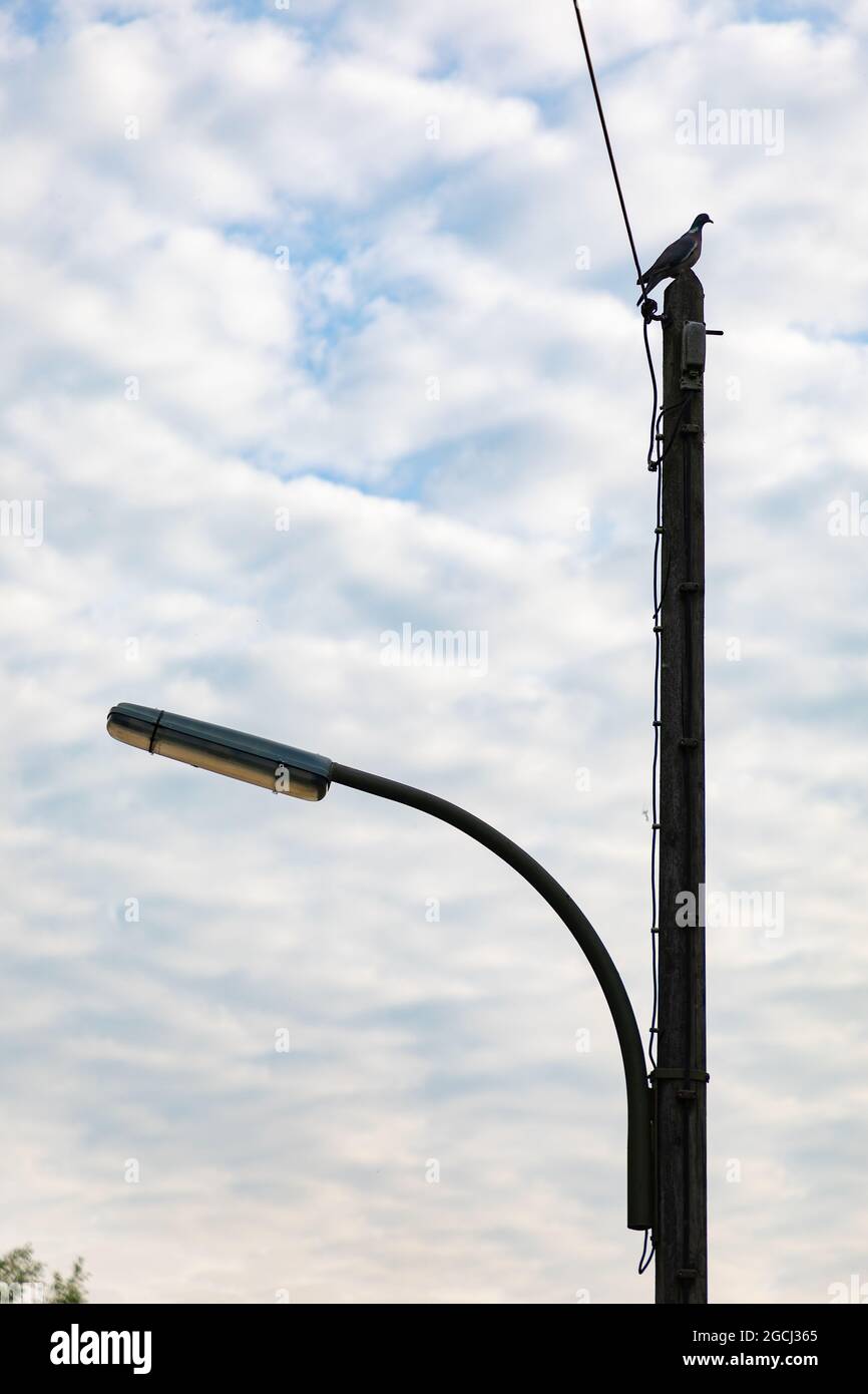 Pigeon poggiato in cima ad un palo in Germania Foto Stock