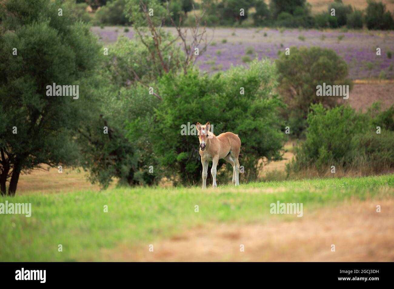 Piccolo cavallo, simpatico nemico sul pascolo, tema cavallo Foto Stock