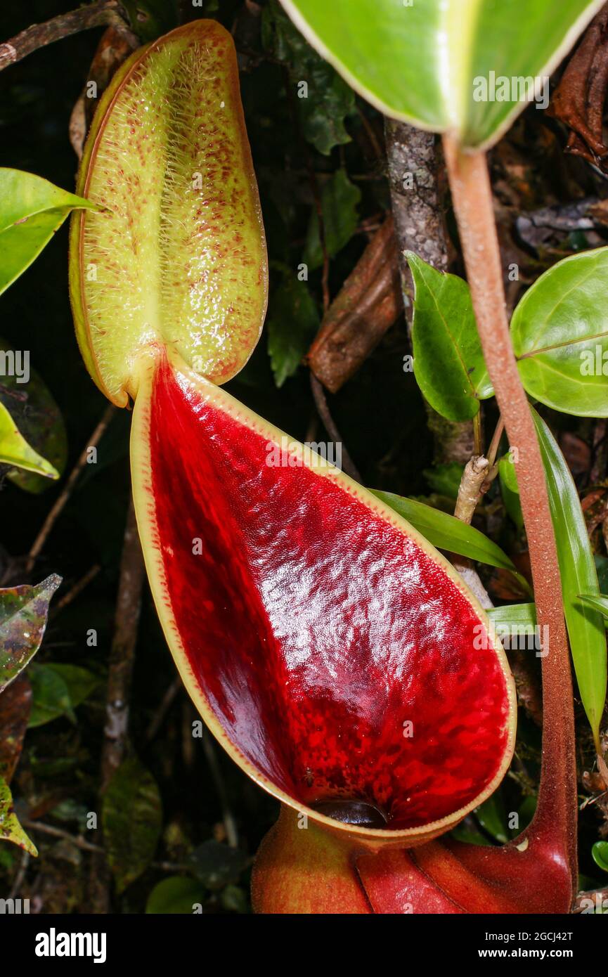 Bocca e coperchio della pianta carnivora di caraffa Nepenthes lowii, Borneo, Malesia Foto Stock