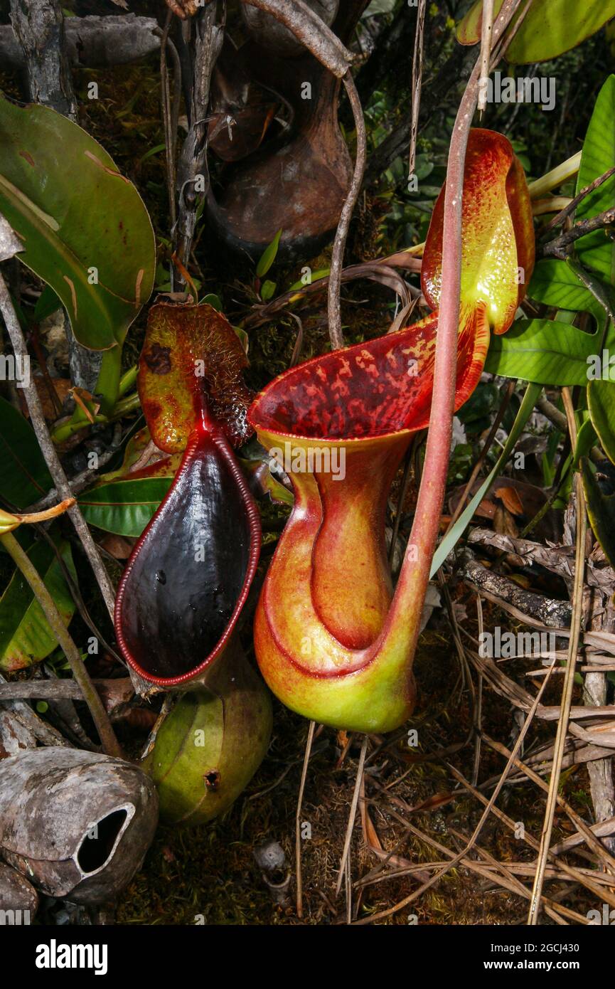 Due carnitrici della pianta carnivora di nepenthes lowii, Borneo, Malesia Foto Stock