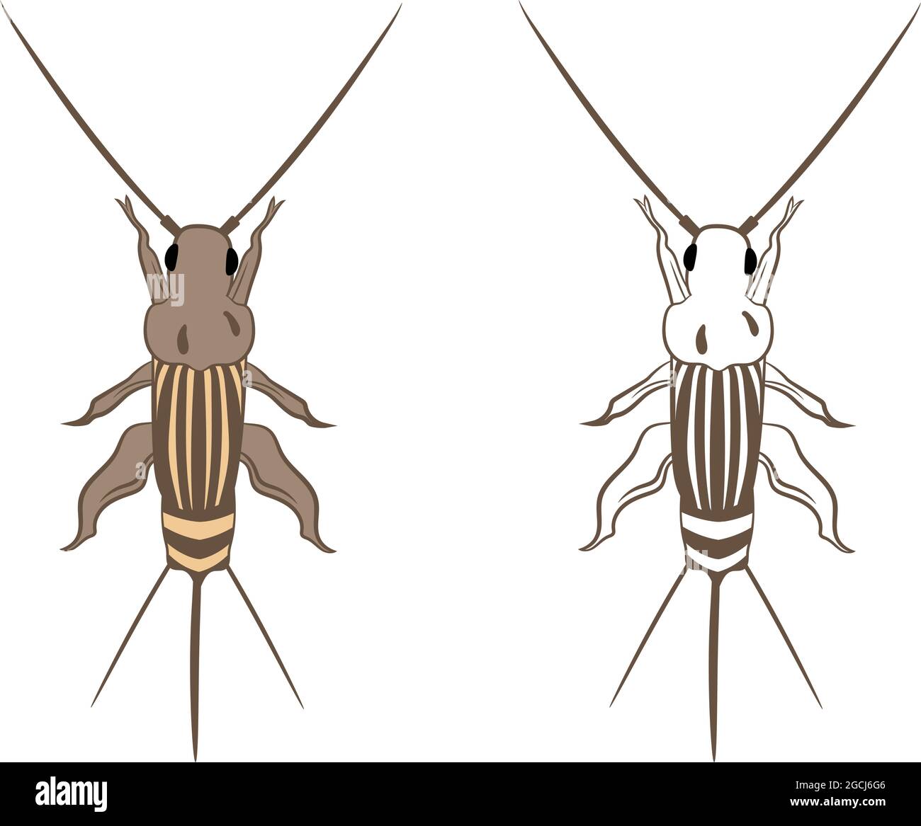 Cricket o Grylloidea Vector Illustration riempimento e contorno isolati su sfondo bianco. Insetti Bugs Worms Pest e Flies. Entomology o Pest Control Illustrazione Vettoriale