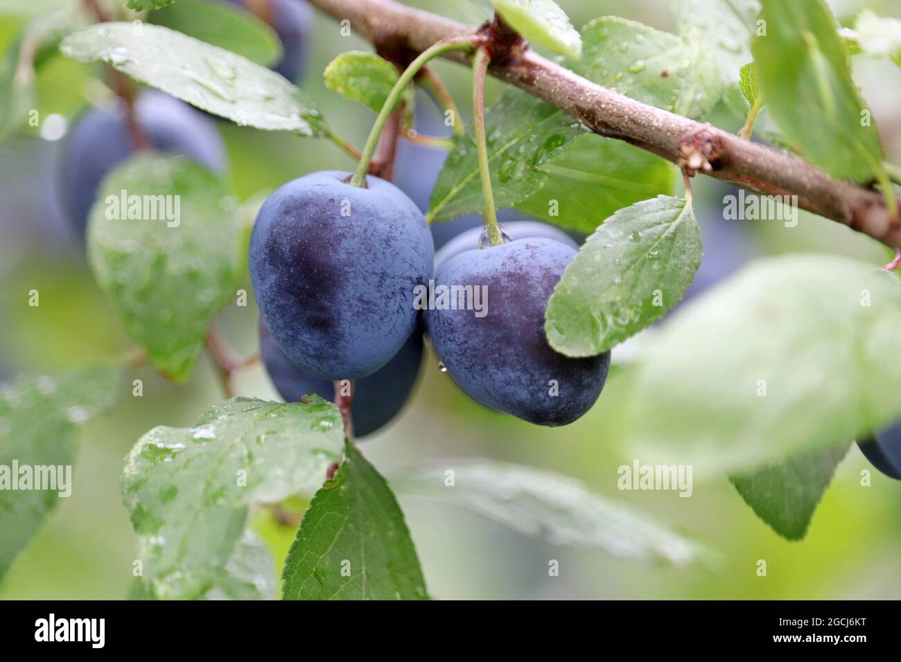 Prugne su un ramo di albero con foglie verdi. Coltivare la frutta di prugna in un giardino estivo Foto Stock