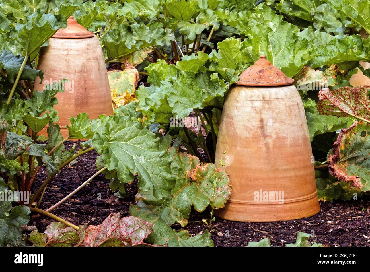 Rhubarb Chiuche in un orto di cucina nel Kent UK. Foto Stock