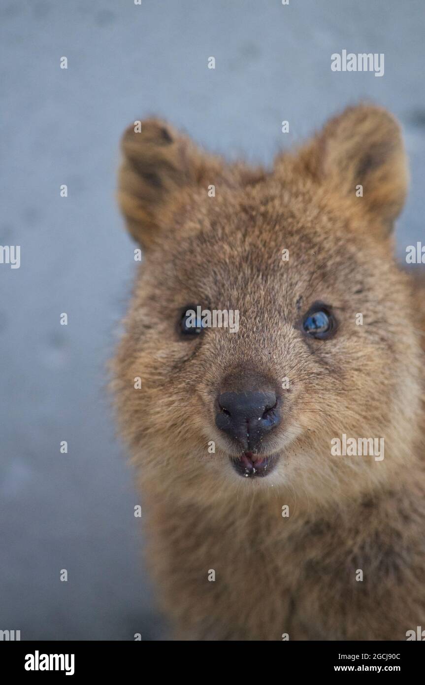 Quokka a Rottnest Foto Stock