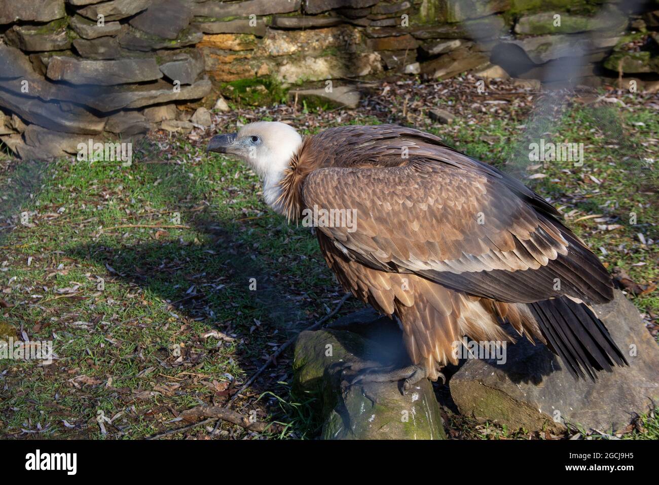 Griffon Vulture in piedi su una roccia grigia. Un fienile a testa bianca gufo latino Gyps fulvus Foto Stock