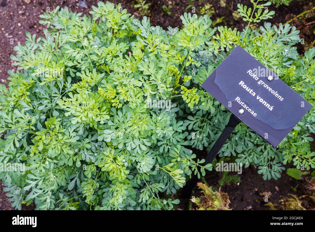 Comune rue o erba di grazia (Ruta graveolens) pianta di erbe nel giardino.  Erba medicinale Foto stock - Alamy