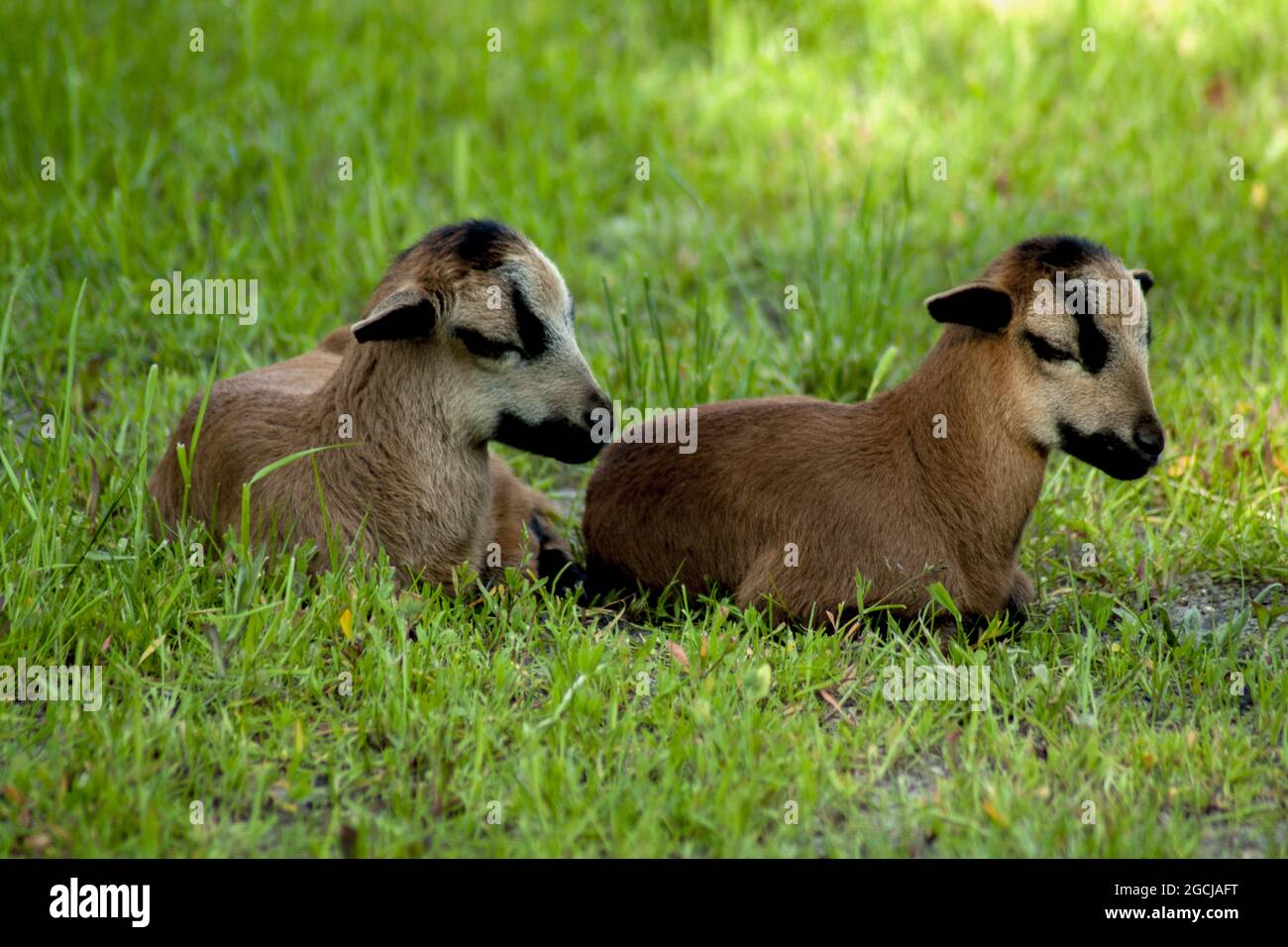 Due giovani pecore Camerun pascolo su un prato verde. Foto Stock