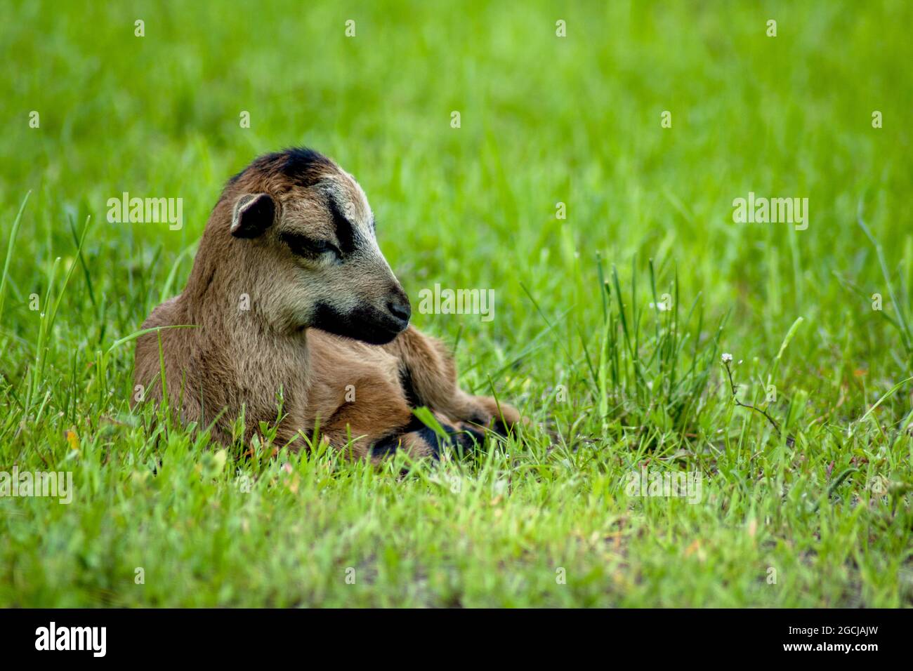 Giovane pecora cameroniana che pascola in un prato verde. Foto Stock