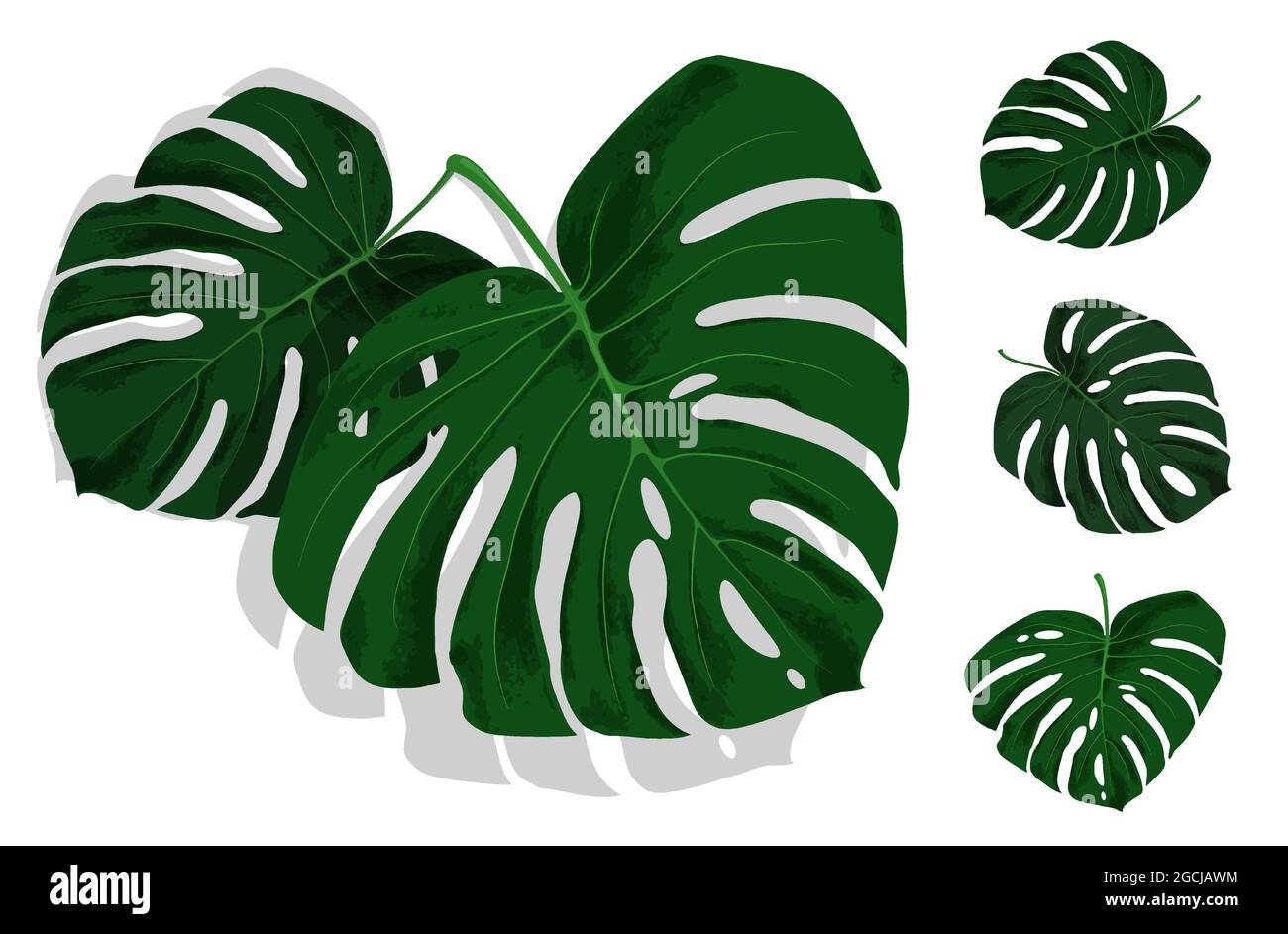 Set di foglie verdi di piante tropicali Monstera. Foglie di piante della foresta pluviale. Vettore realistico isolato su sfondo bianco Illustrazione Vettoriale