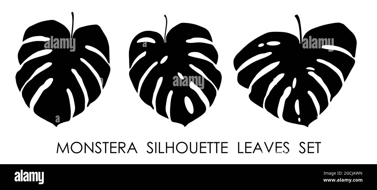 Silhouette nere di foglie di Monstera di pianta tropicale. Foglie di piante della foresta pluviale. Vettore isolato su sfondo bianco Illustrazione Vettoriale