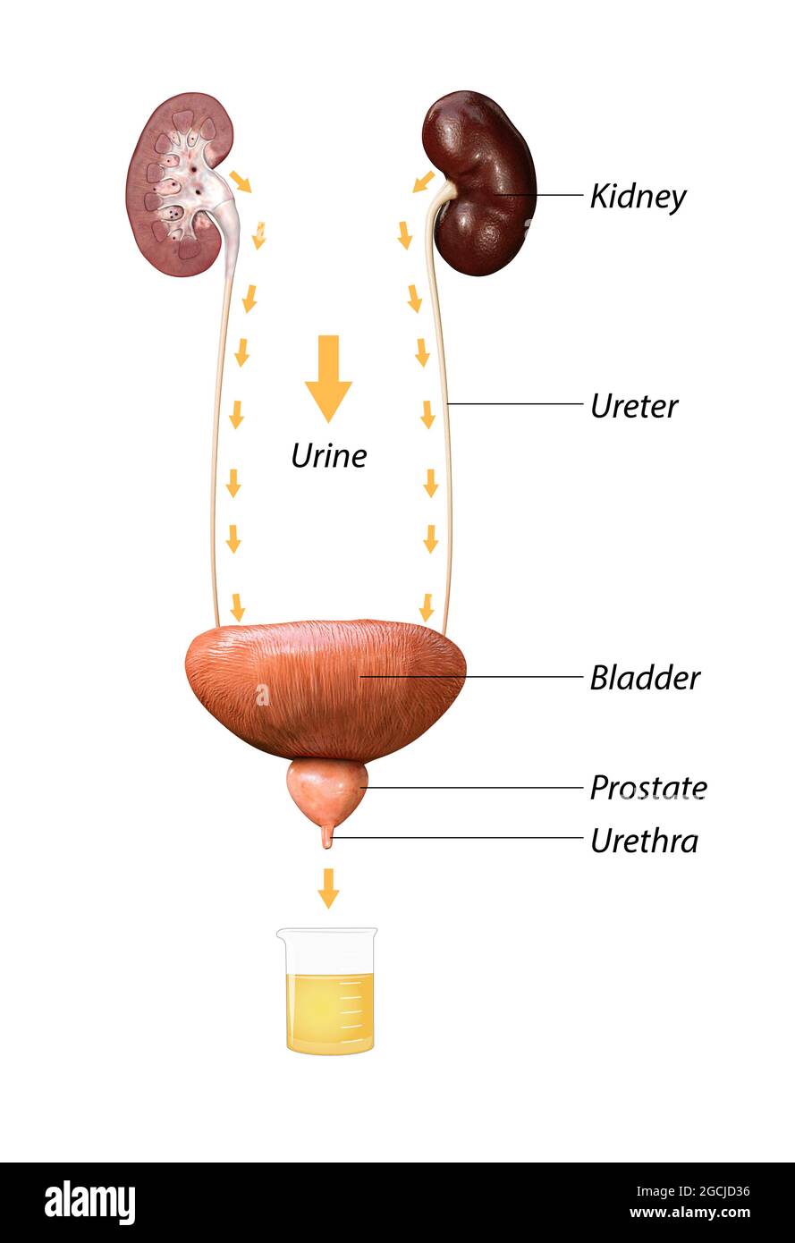 Raccolta di urina dalla vescica, drenaggio di urina dai reni nella vescica, reni e anatomia della vescica, rendering 3d, illustrazione Foto Stock