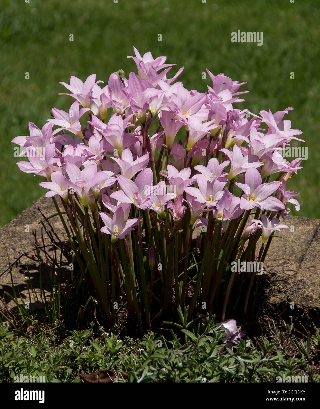 Grumo di gigli di pioggia, zephyranthes grandiflora. Fiori rosa pallido di molti bulbi in profusione, dopo la pioggia estiva, nel giardino australiano del Queensland. Foto Stock