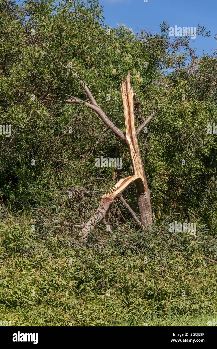 L'albero privato (Ligustrum lucidum) si divide a metà, giù il suo tronco, durante una tempesta estiva nel Queensland, Australia. Foto Stock