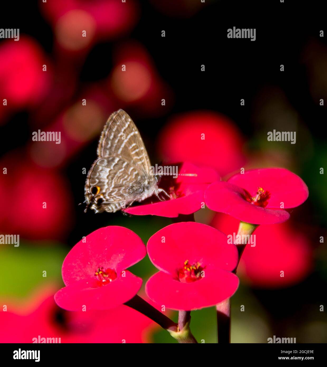 Cycad Blue Butterfly, Theclinesthes onycha, si stabilì su fiori rosa brillante di euforbia millii, corona di spine, giardino, Tamborine Mountain, Australia Foto Stock
