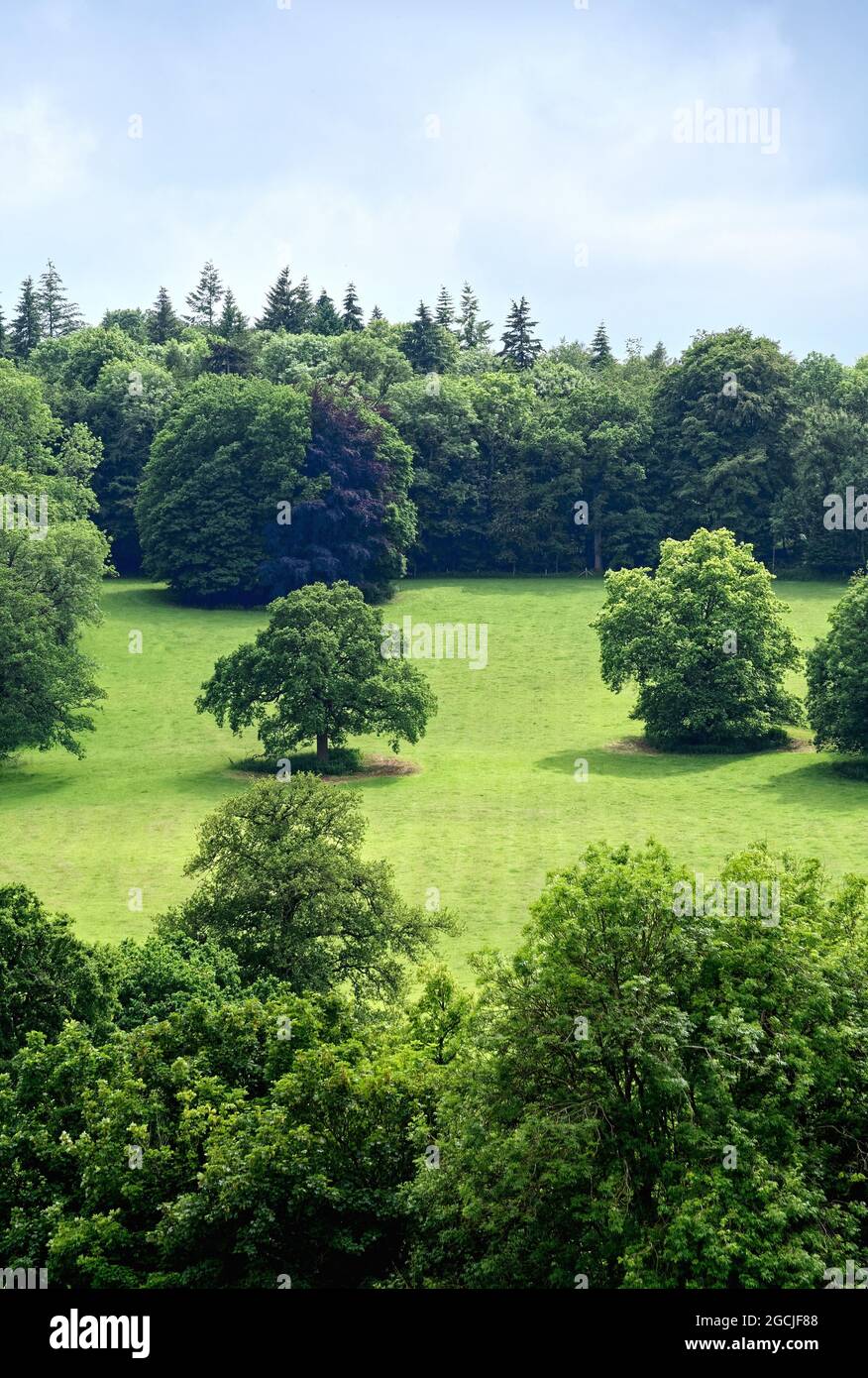 La campagna a Ranmore Common nelle colline del Surrey vicino a Dorking in una giornata estiva soleggiata, Inghilterra Regno Unito Foto Stock