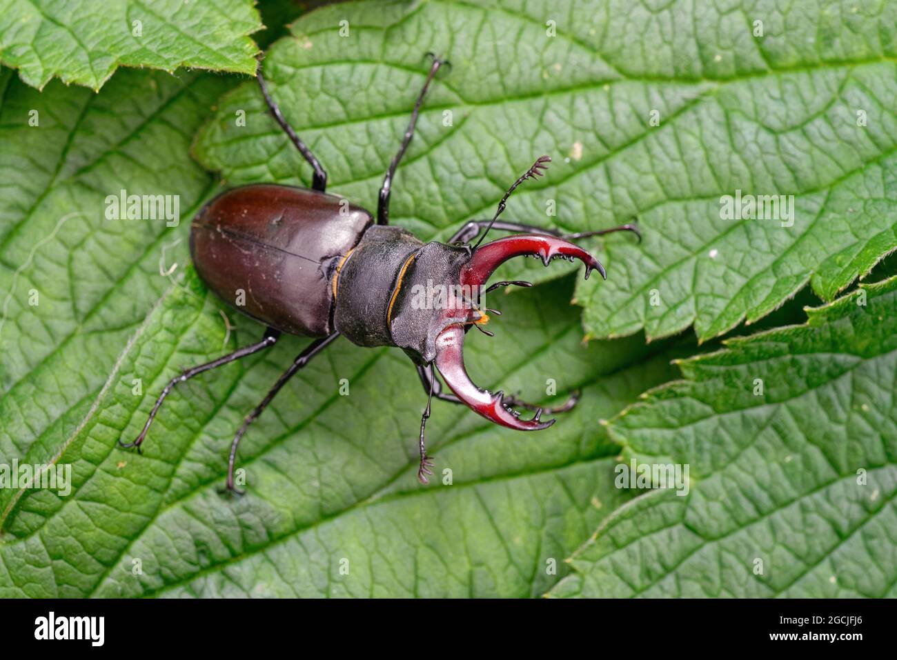 Primo piano di un barile di stag Lucanus cervi, su una foglia verde Foto Stock