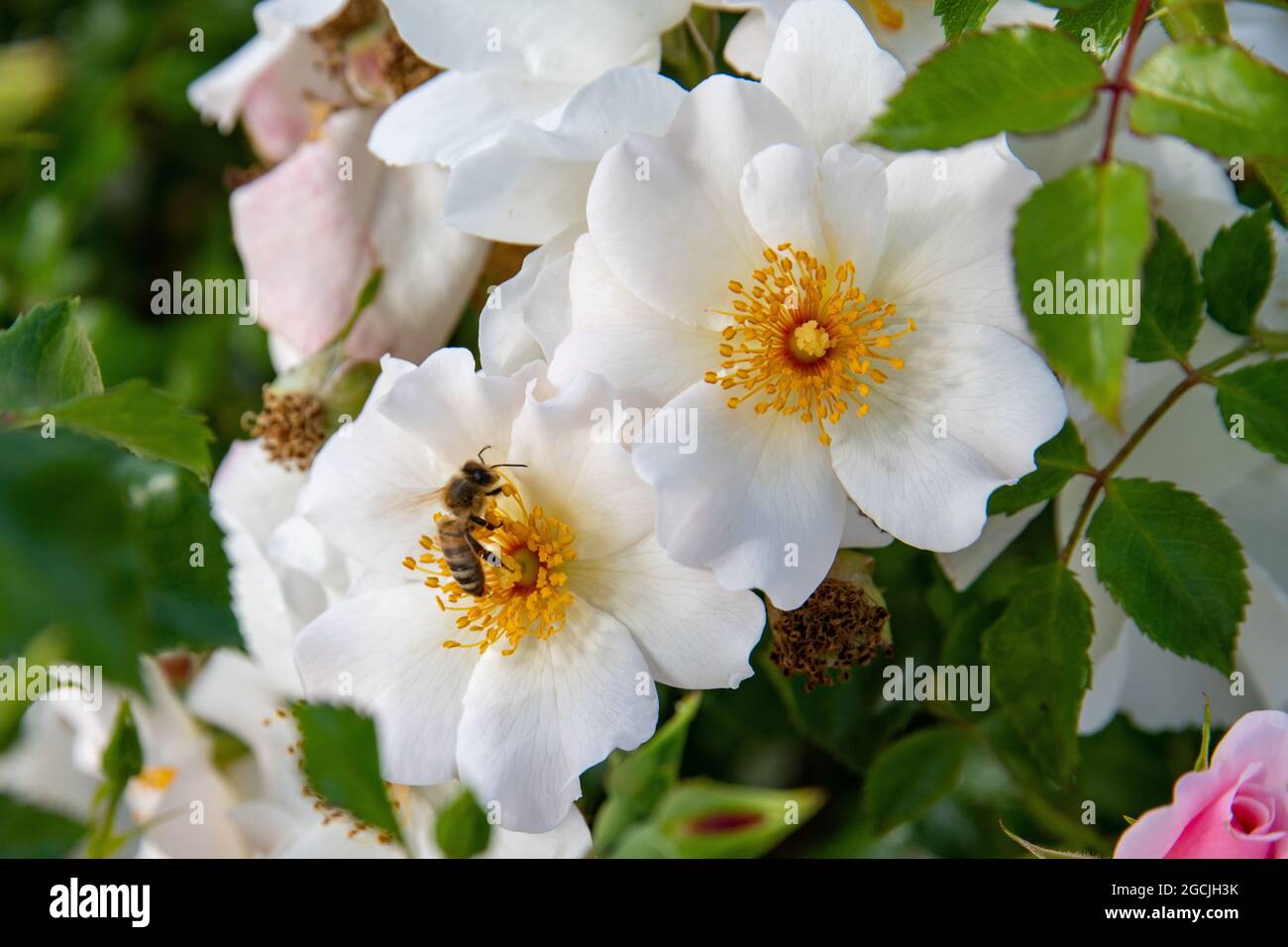 Botanica, ape su fiore di rosa, PER IL SALUTO / CARTOLINA-USO IN GERM.SPEAK.C ALCUNE RESTRIZIONI POSSONO APPLICARSI Foto Stock