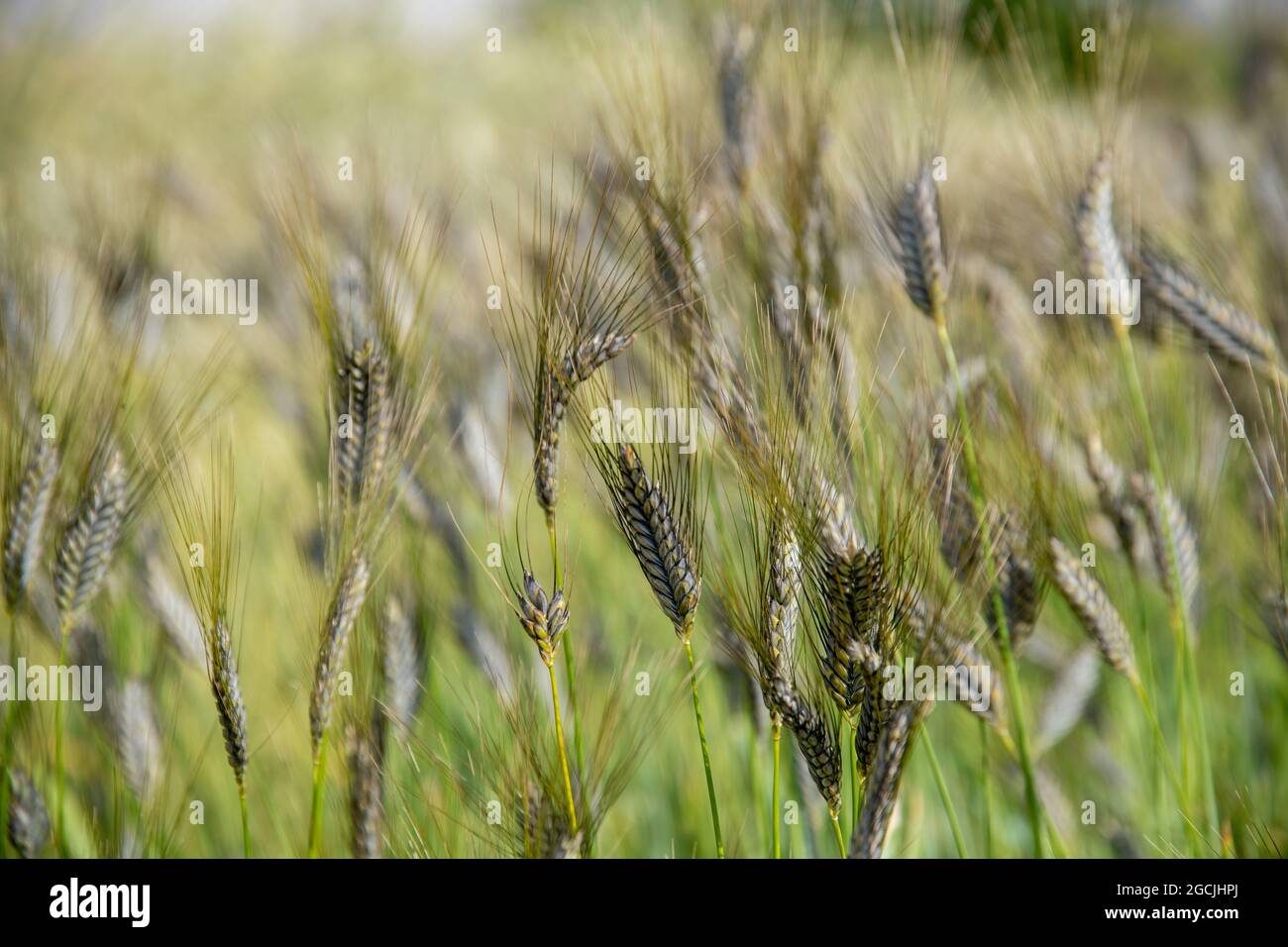 BOTANICA, CAMPO DI ORECCHIE, PER IL SALUTO/CARTOLINA-USO IN GERM.SPEAK.C ALCUNE RESTRIZIONI POSSONO APPLICARSI Foto Stock