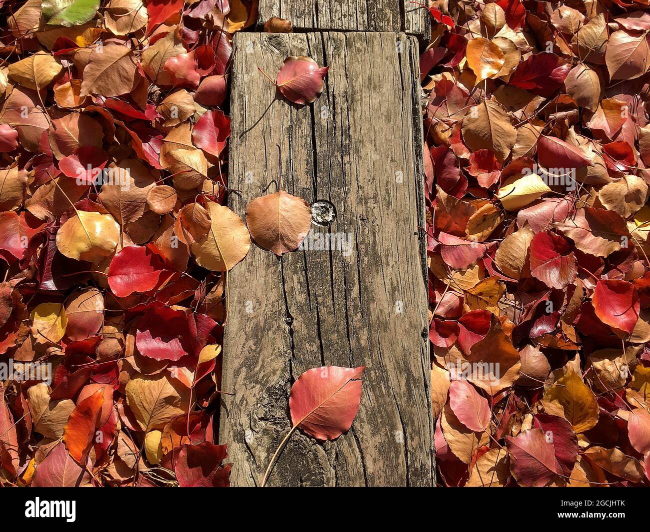 foglie d'autunno e qualche legno sul terreno Foto Stock