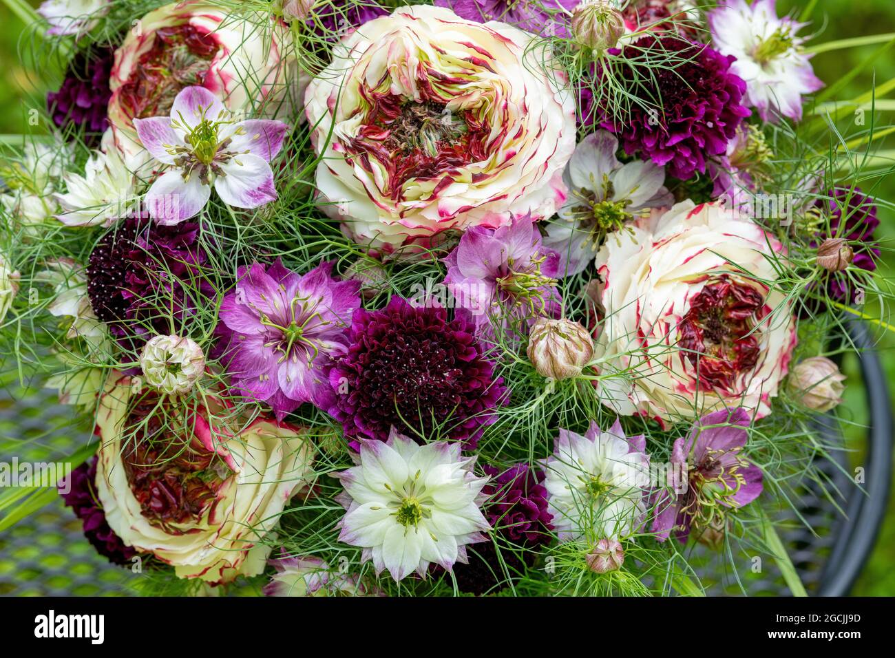 Botanica, bouquet estivo con e Nigella, PER IL SALUTO/CARTOLINA-USO IN GERM.SPEAK.C ALCUNE RESTRIZIONI POSSONO APPLICARSI Foto Stock