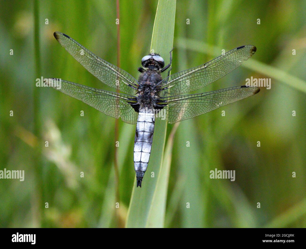 Scarpata, Libellula fulva Foto Stock