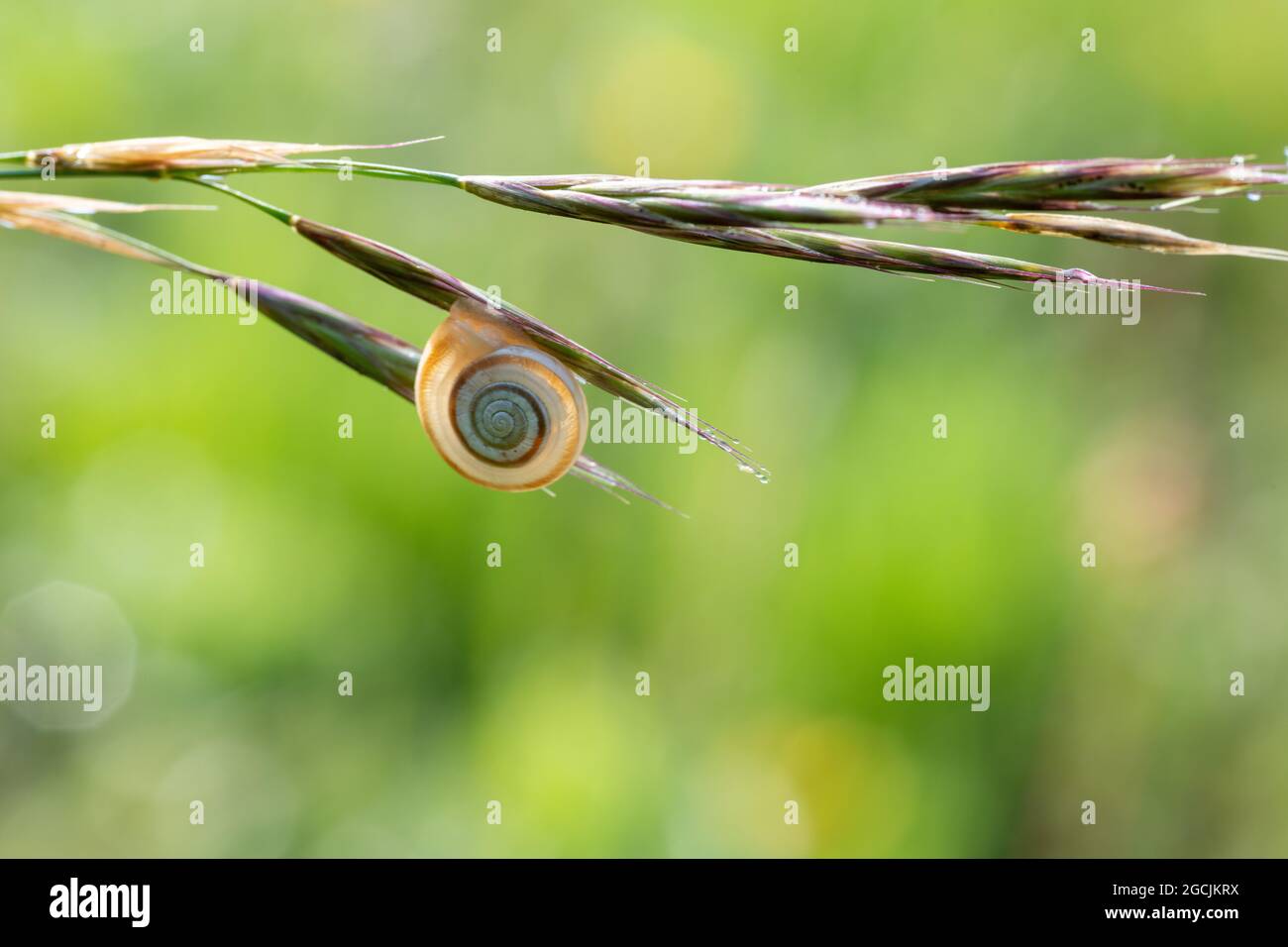 zoologia / animali, molluschi, molluschi, molluschi (Molluska), PER IL SALUTO/CARTOLINA-USO IN GERM.SPEAK.C POSSONO ESSERE APPLICATE ALCUNE RESTRIZIONI Foto Stock