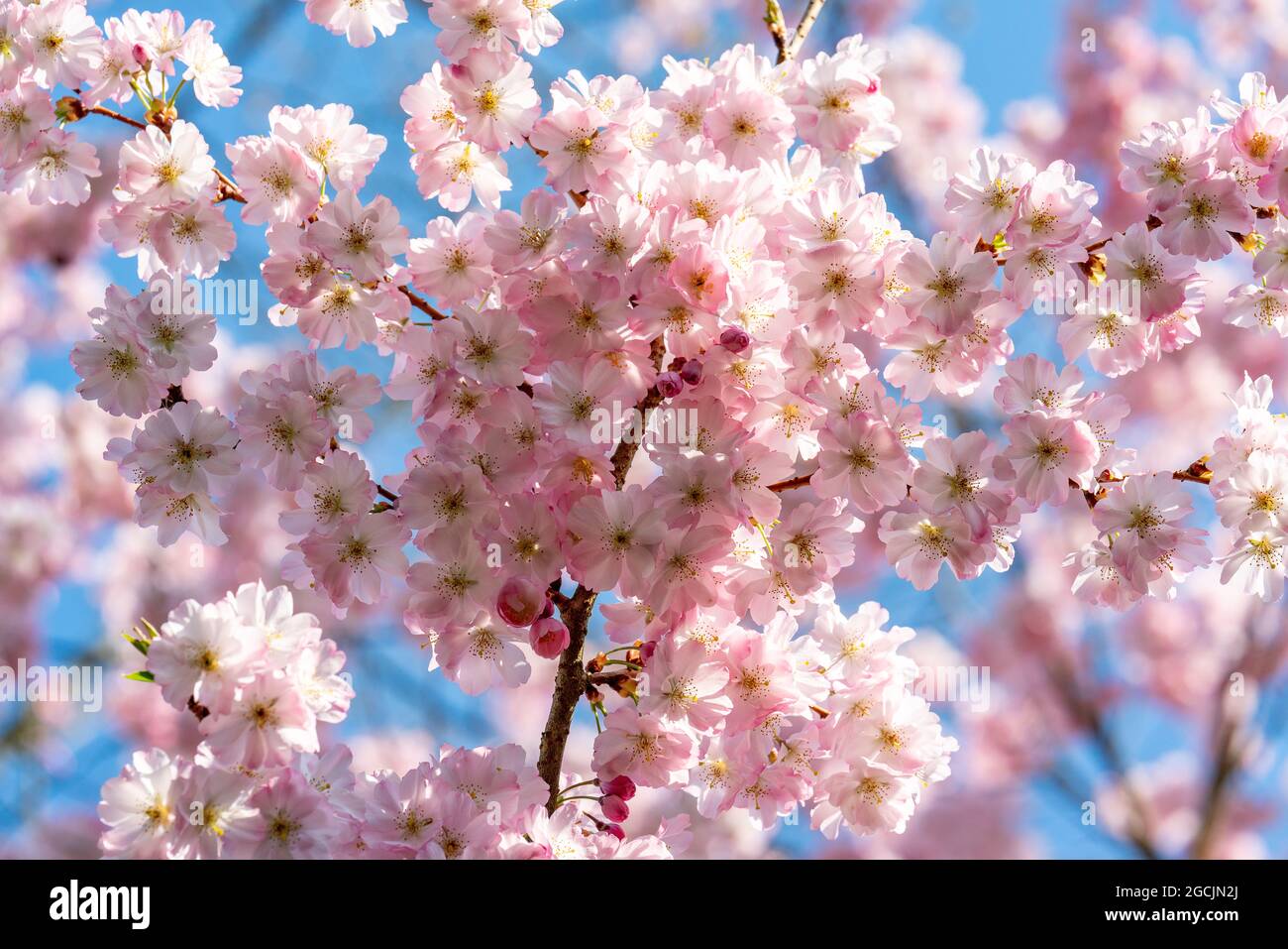 Botanica, fioritura della ciliegia giapponese, PER IL SALUTO/CARTOLINA-USO IN GERM.SPEAK.C ALCUNE RESTRIZIONI POSSONO APPLICARSI Foto Stock