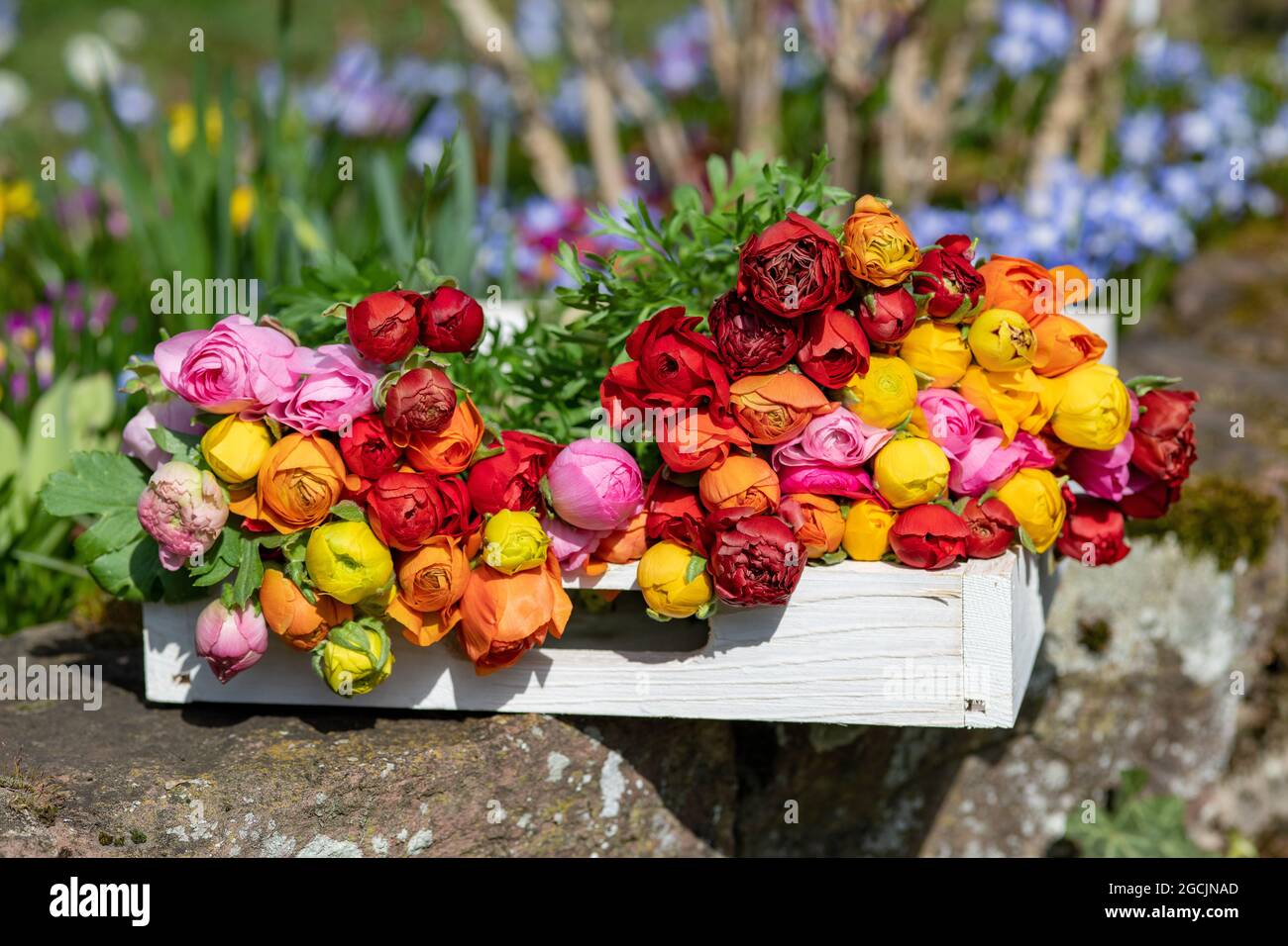 Botanica, ranunculus su vassoio di legno, PER IL SALUTO/CARTOLINA-USO IN GERM.SPEAK.C ALCUNE RESTRIZIONI POSSONO APPLICARSI Foto Stock