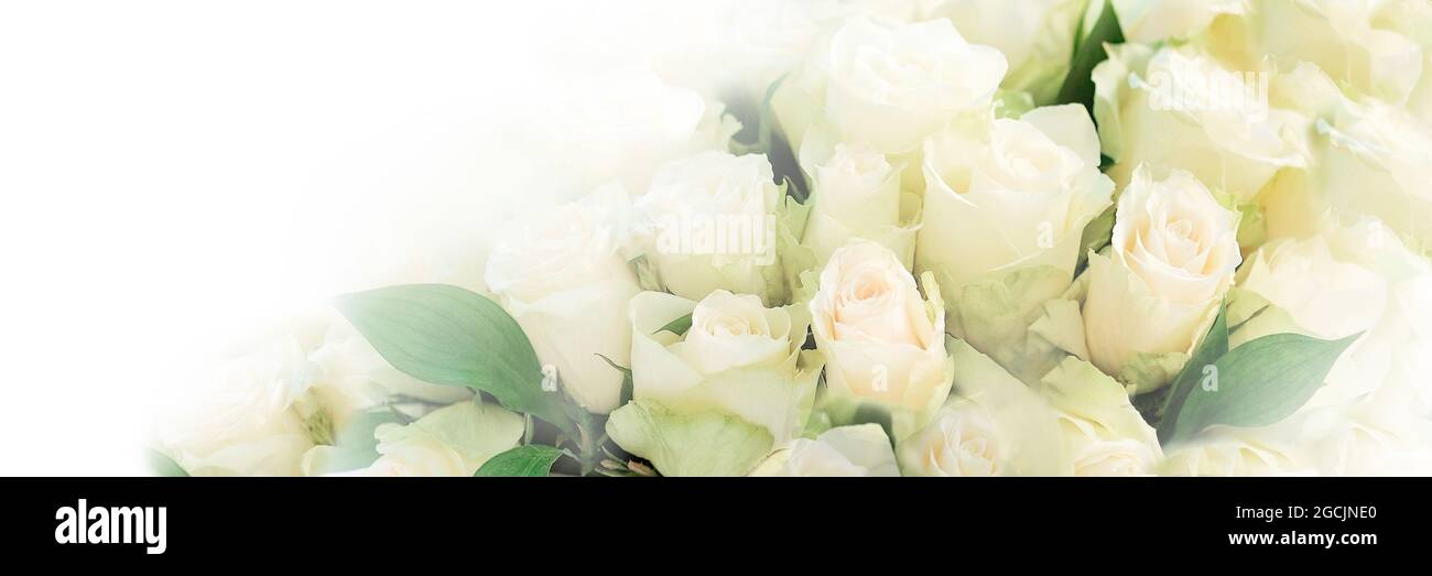 Morbido concetto botanico messo a fuoco, biglietto di invito per matrimoni, sfondo floreale astratto, fiori di rose bianche. Macro fiori sfondo per il design del marchio di vacanza, banner. Foto Stock