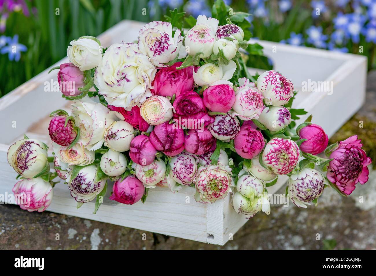 Botanica, ranunculus su vassoio di legno, PER IL SALUTO/CARTOLINA-USO IN GERM.SPEAK.C ALCUNE RESTRIZIONI POSSONO APPLICARSI Foto Stock