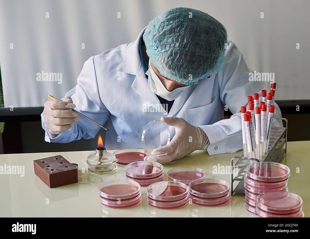 piastre di agar per inoculazione da parte di scienziati con batteri in laboratori di microbiologia Foto Stock