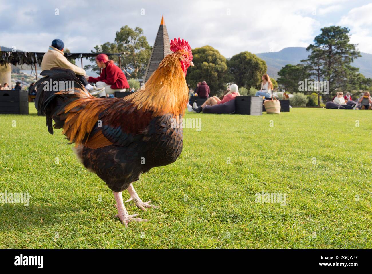 Un Gallo si snoda intorno ai prati della zona all'aperto di barbecue e cibo presso il Museum of Old and New Art (MONA) vicino a Hobart, Tasmania, Australia Foto Stock