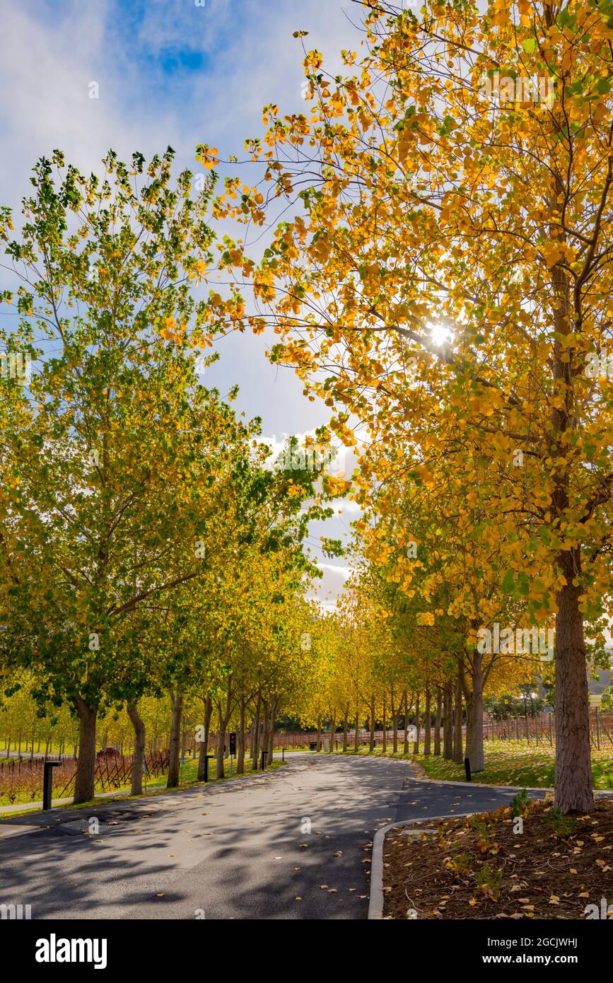 Colori autunnali negli alberi che fieggiano il vialetto fino al Museo di Arte Vecchia e Nuova (MONA) vicino a Hobart, Tasmania, Australia Foto Stock