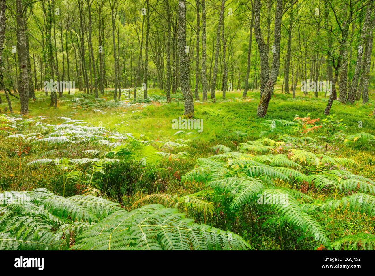 Botanica, legno di betulla, Craigellachie National Nature Reserve, Scozia, NO-EXCLUSIVE-USE PER CARTA-BIGLIETTO-DI-AUGURI-PIEGHEVOLE-USO-CARTOLINA Foto Stock
