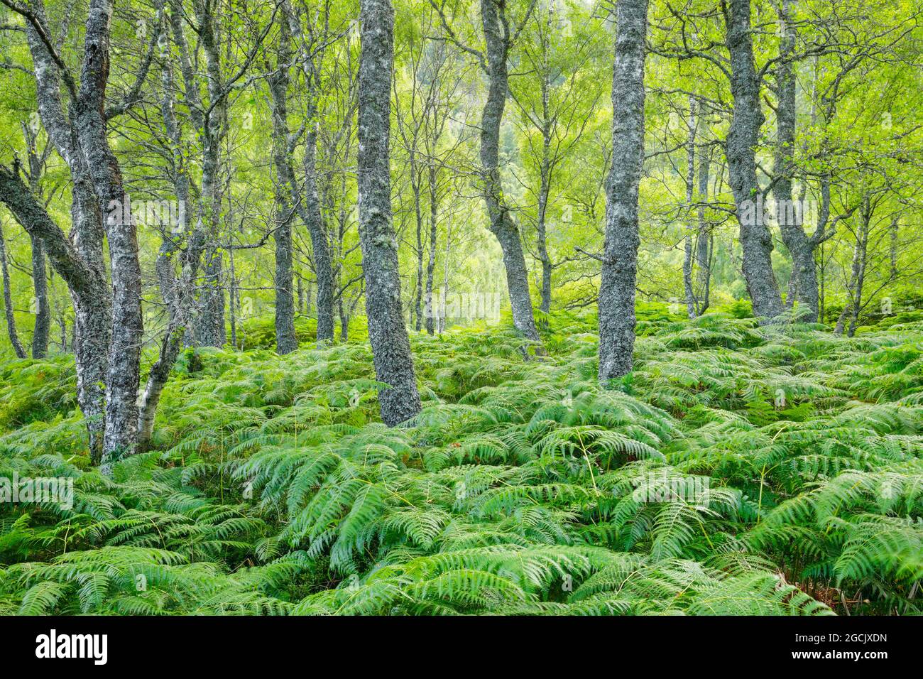 Botanica, legno di betulla, Craigellachie National Nature Reserve, Scozia, NO-EXCLUSIVE-USE PER CARTA-BIGLIETTO-DI-AUGURI-PIEGHEVOLE-USO-CARTOLINA Foto Stock