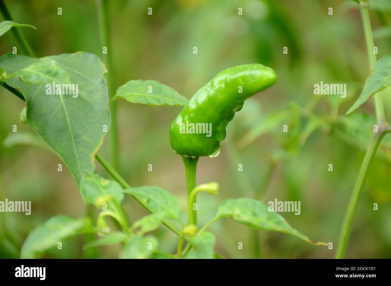 closeup il verde maturo freddo con la pianta e foglie sopra fuori fuoco sfondo verde. Foto Stock