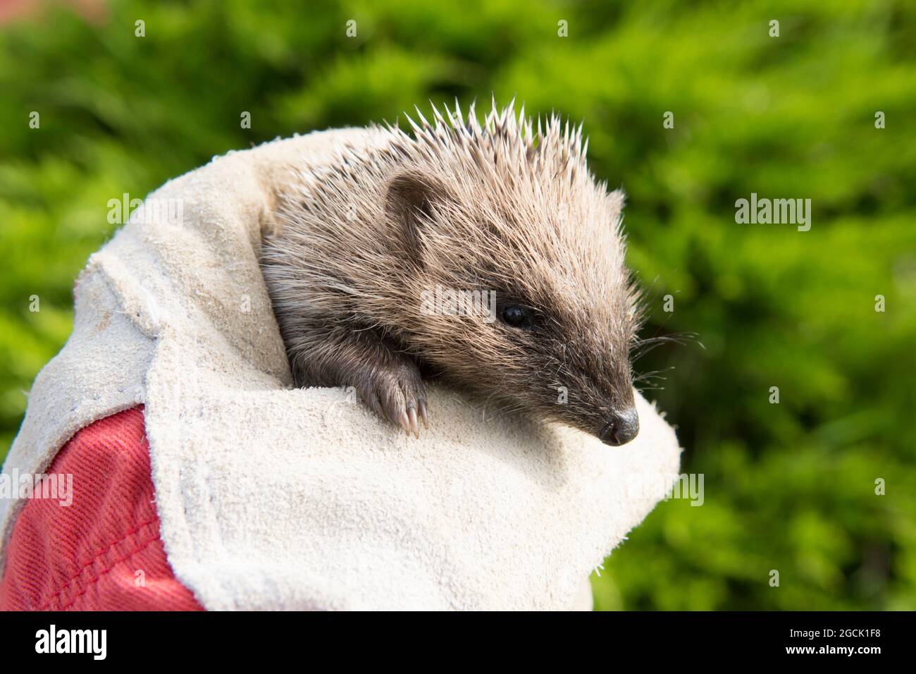 Hedgehog, Erinaceus europaeus, piccolo, maledetto, malato, Non crescente, sottopeso, tenuto in aiutanti guanted mano, Sussex, Regno Unito, luglio Foto Stock