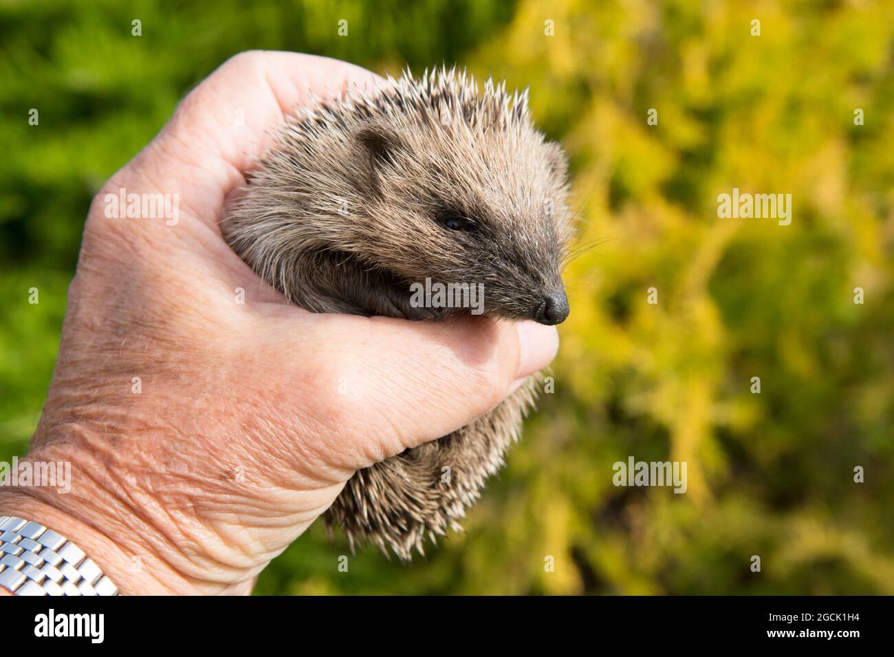 Hedgehog, Erinaceus europaeus, piccolo, maledetto, malato, Non crescente, sottopeso, tenuto in mano aiutanti, Sussex, Regno Unito, luglio Foto Stock