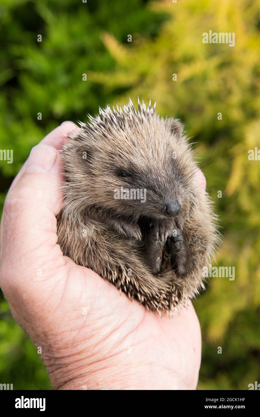 Hedgehog, Erinaceus europaeus, piccolo, maledetto, malato, Non crescente, sottopeso, tenuto in mano aiutanti, Sussex, Regno Unito, luglio Foto Stock