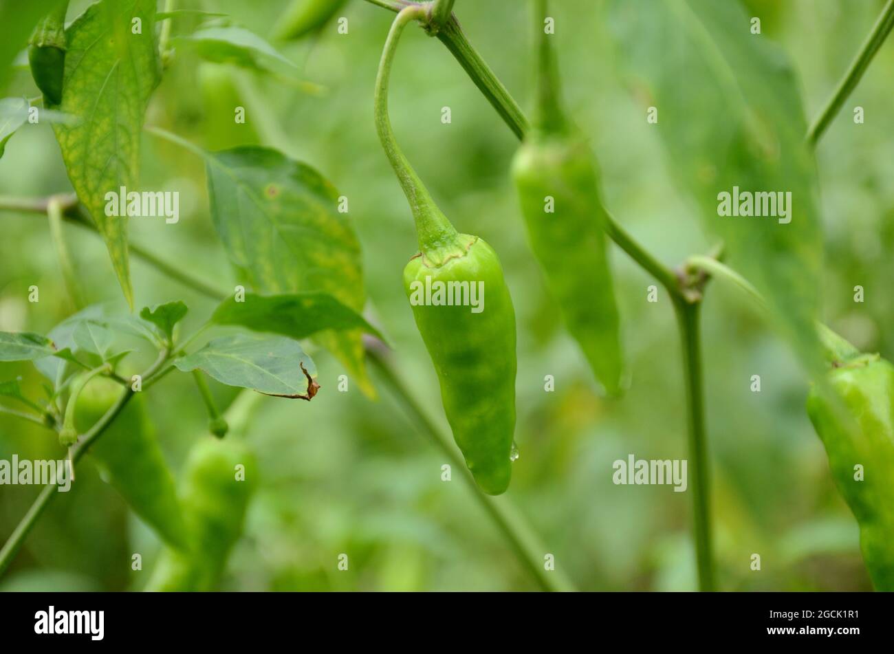 closeup la coppia di verde maturo freddo con pianta e foglie su fuori fuoco sfondo verde. Foto Stock