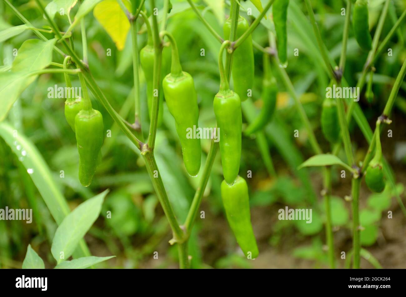 closeup il mazzo maturo verde freddo con pianta e foglie su fuori fuoco sfondo verde. Foto Stock