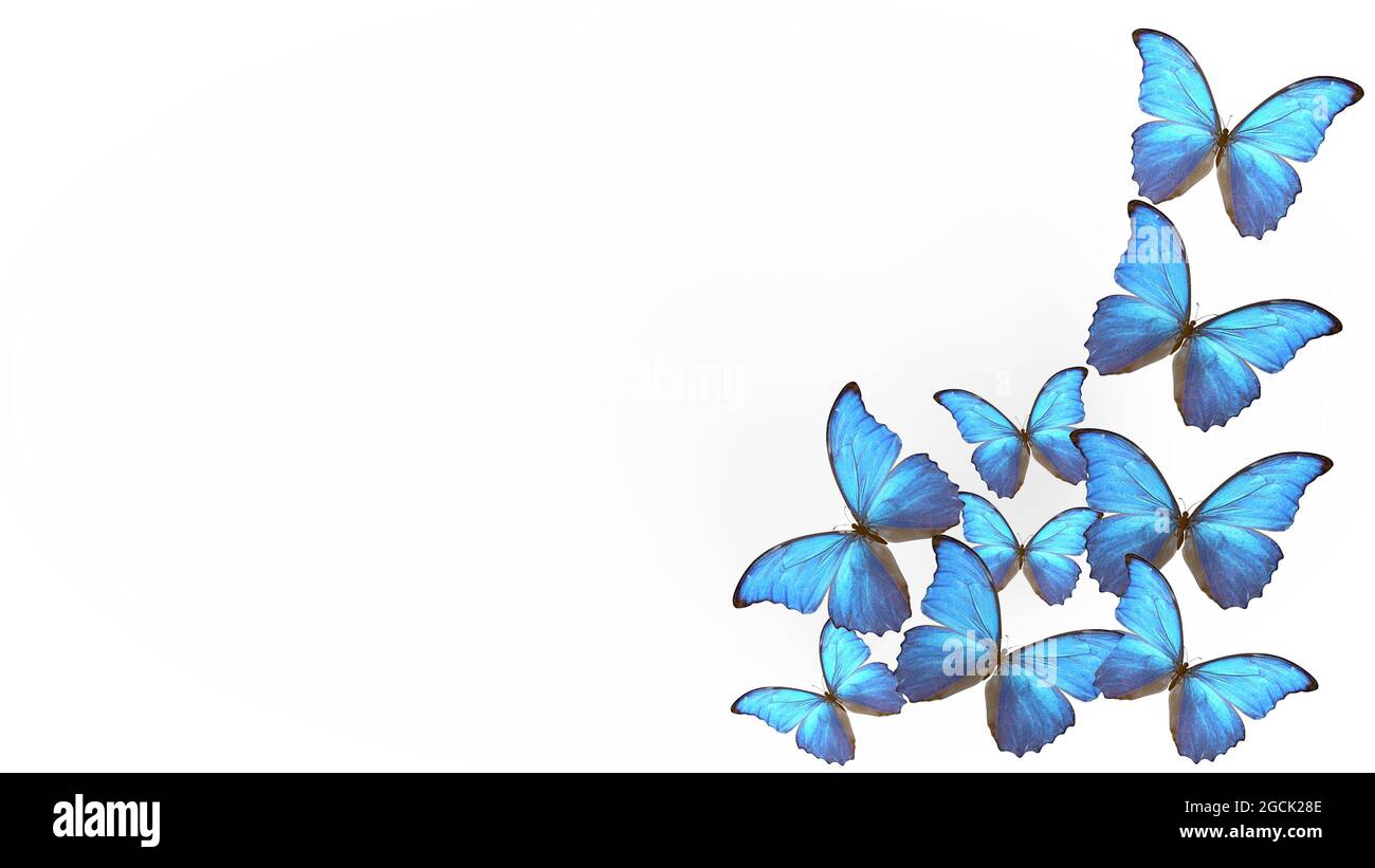 volo di farfalle blu d'estate. farfalla su sfondo chiaro. rendering 3d Foto  stock - Alamy